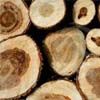 glosario anatomia de la madera 