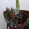 el-jardin-del-eden-diy-reciclando-tiesto-roto