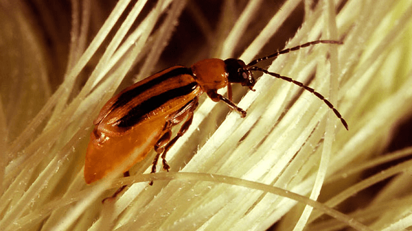 truco - insecticida casero