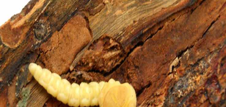 Efectos de la carcoma en la madera