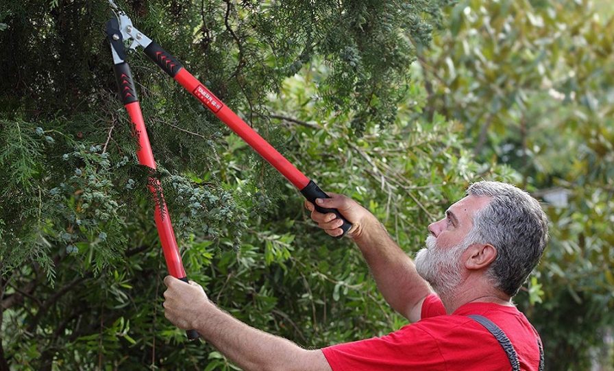 poda de plantas - foto destacada